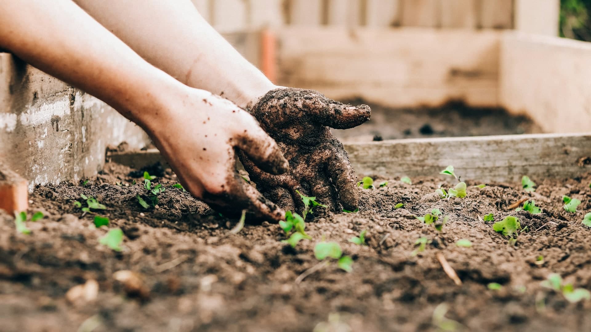 Hands planting a seedling in soil